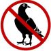 no-pigeon